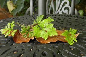 Selaginella willdenowii   